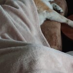 定位置。#柴犬を崇めよ #柴犬