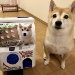 C41-3 『emoemon and shiba shop』柴犬缶バッジのガチャガチャ設置します٩( ´ω` )و何が出るかはお楽しみー！#サンコマ#SANKOMA祭