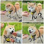 表情豊か♡#柴犬 #犬 #犬のいる暮らし #shibainu #dog #アカツメクサ
