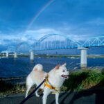 イマソラ＠江戸川妹柴と夕散歩に出掛けたら通り雨に遭い、涼しいから良かろうと散歩を継続していたら虹が出てきました。夏の夕暮れ、夕散歩に虹。風情が有って良いものです。#夕散歩 #江戸川 #通り雨 #虹 #柴犬 #豆柴 #いぬのいる暮らし #Leica #LeicaQ2